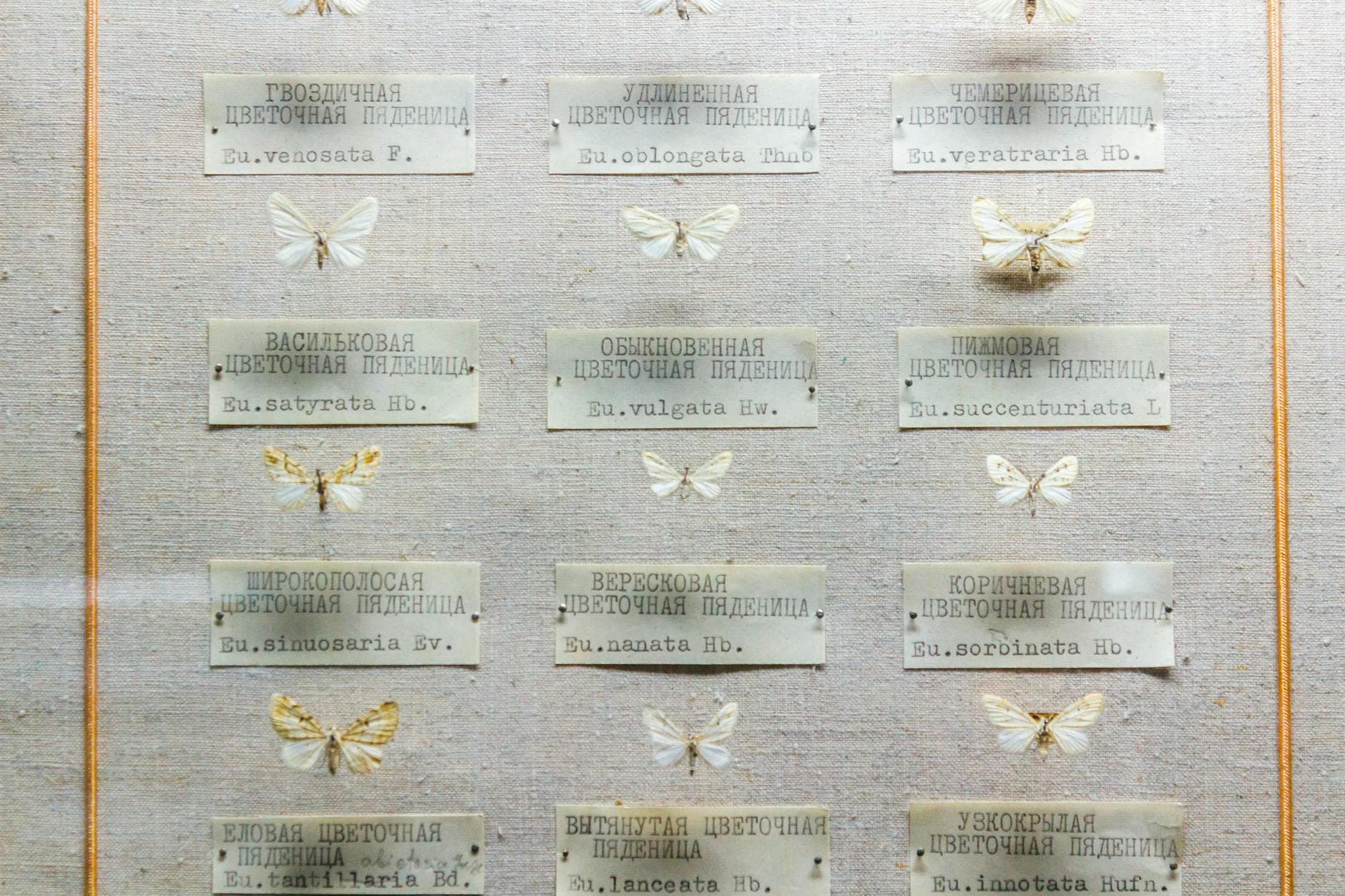 Preserved butterflies displayed with labels showcasing scientific and common names.